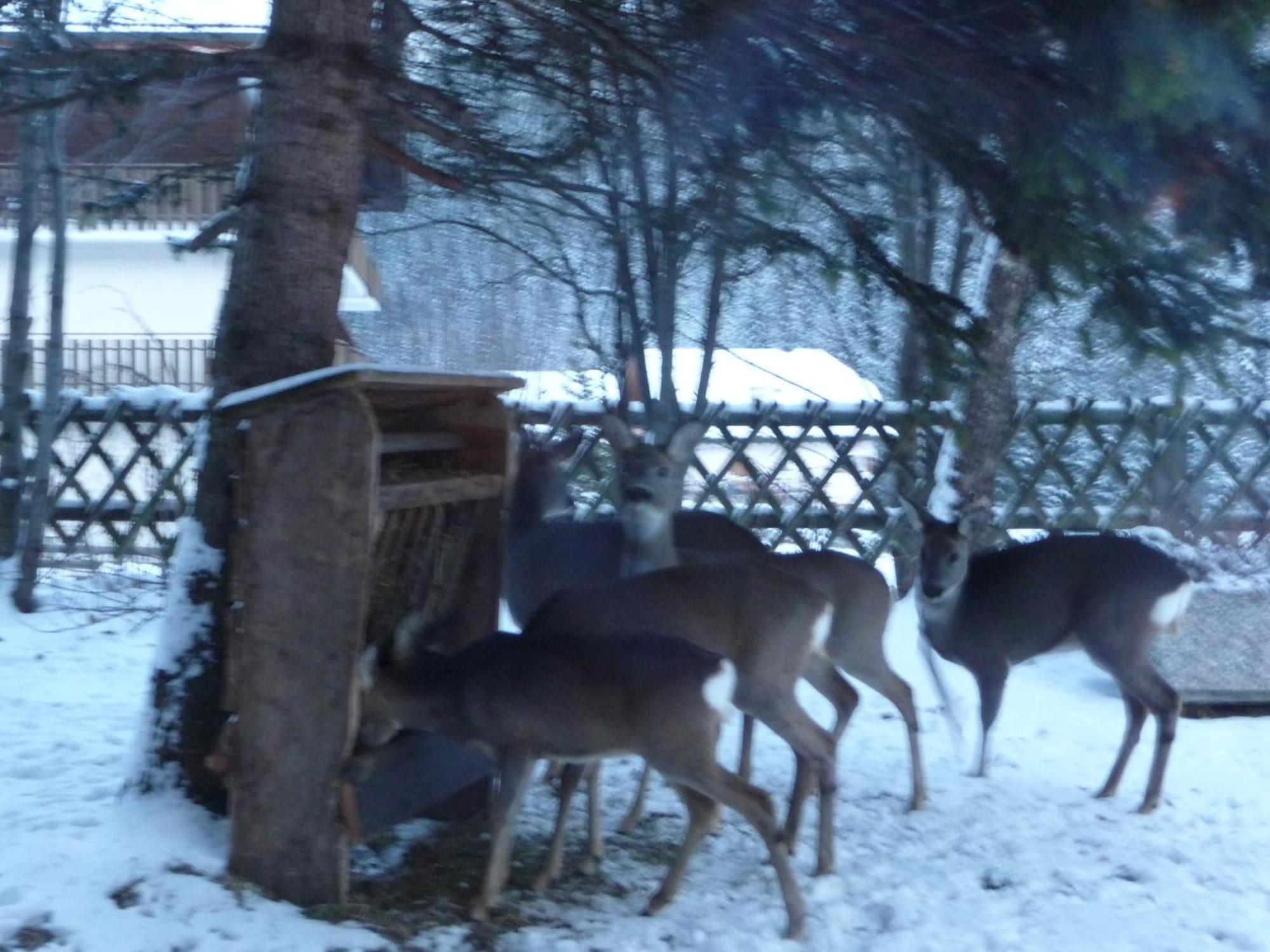 Ciasa Roch Hotel Corvara In Badia Kültér fotó